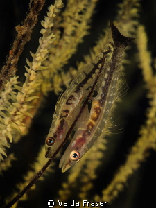 Gobies laying and fertilising eggs. by Valda Fraser 